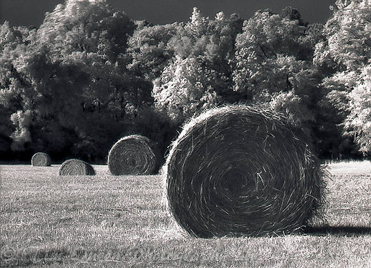 Roll in the Hay