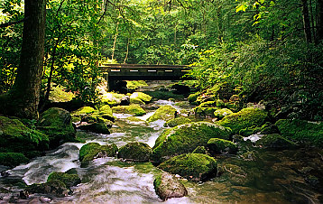 Mossy Crossing
