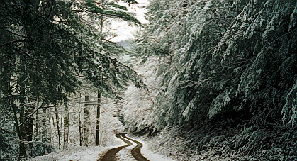Through the Woods