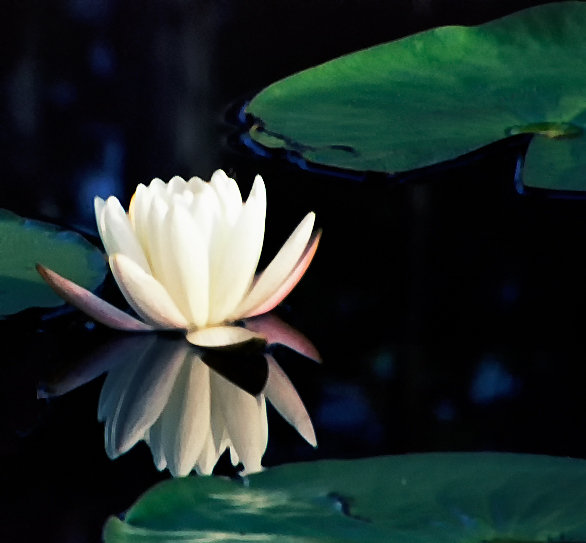 135B1P54R2N35-Edit-2-Edit.jpg